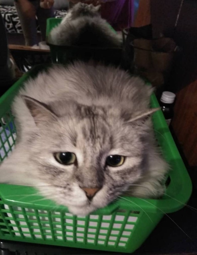 Последний котовторник 2020 года