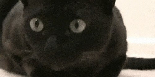 Кот переходит ручей