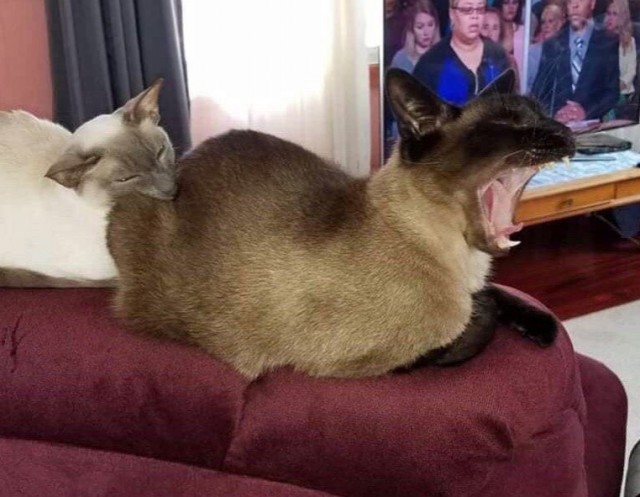 Кошки , кошечки, котяры 14.03.21