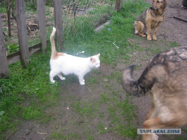 Жизнь домашнего приюта для котеек 341