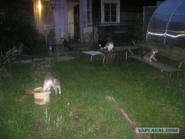 Жизнь домашнего приюта для котеек 354