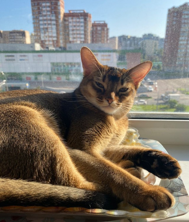 Последний котовторник лета
