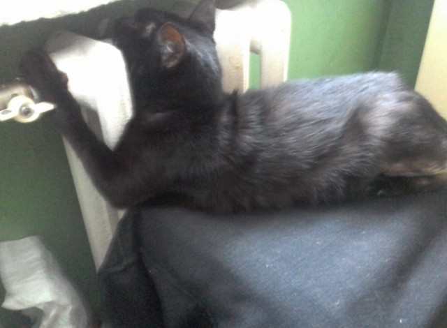 Котовторник же уже наступил?
