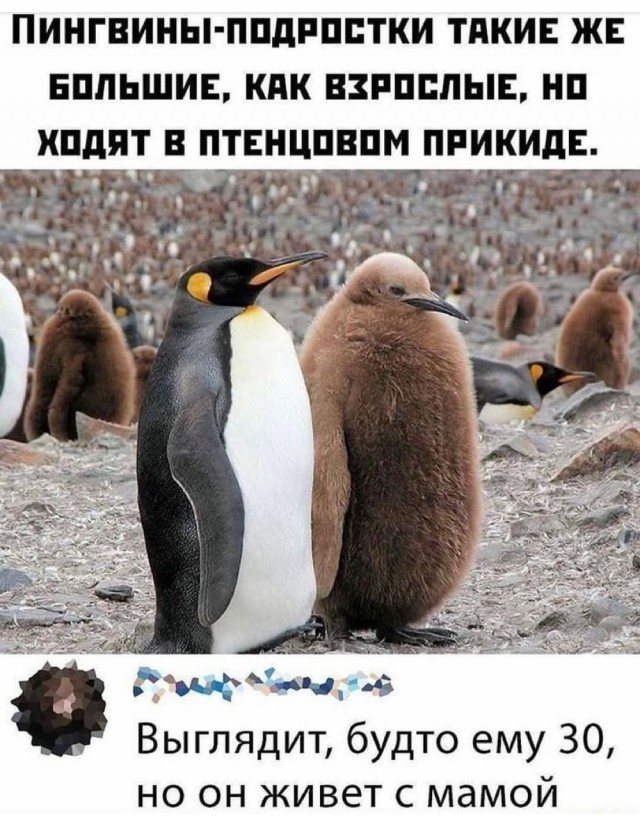Картинки и мемы для настроения  - 27