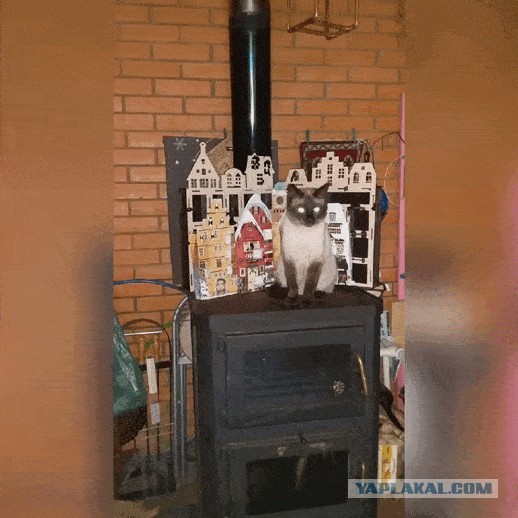 МИРУ - МИР ! Котикам - котовторник !