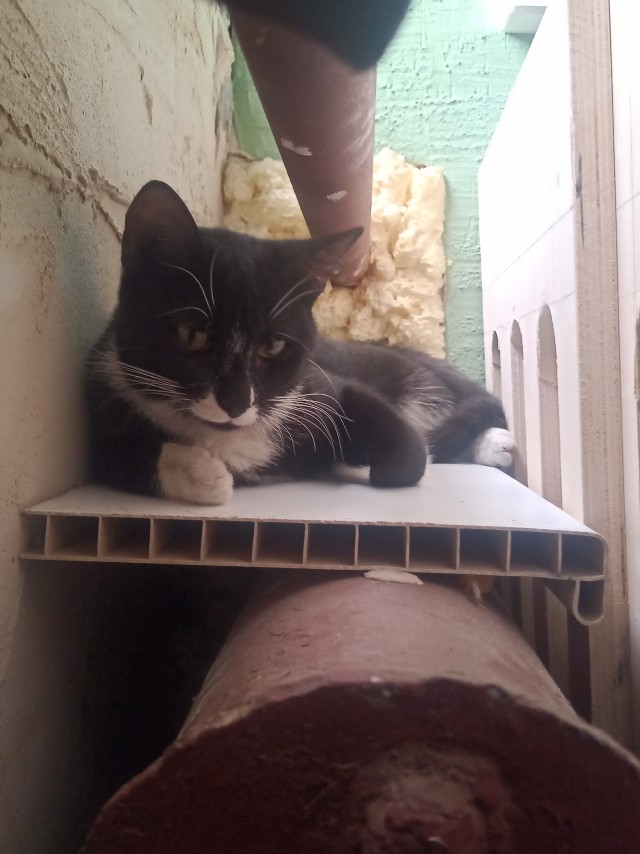 Ну, поехали в котоввторник!