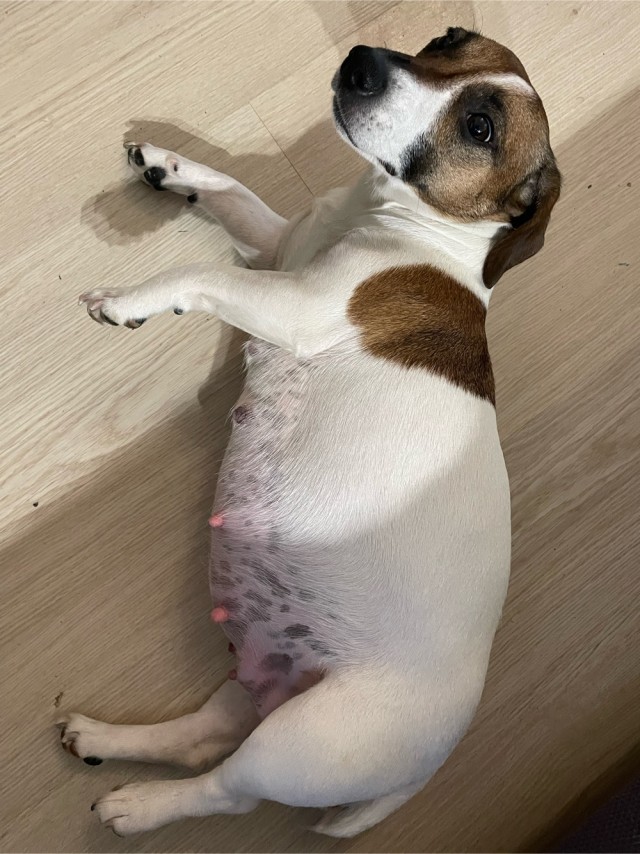 Щенята в четверг!