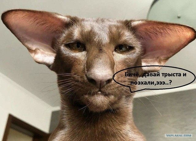 Питерболды — очень дружелюбные кошки, которые уживутся со всеми членами вашей семьи