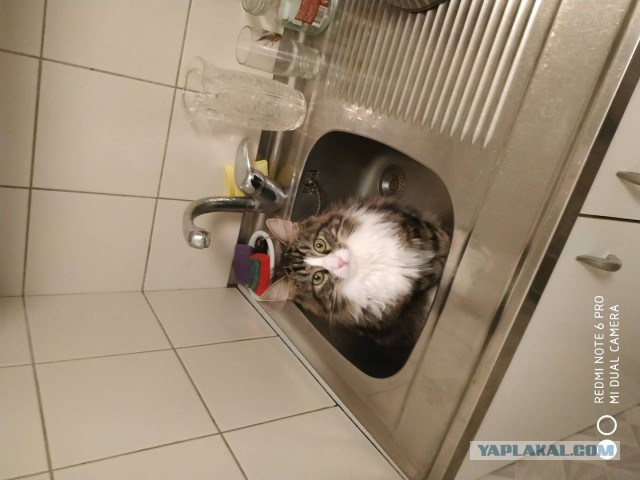 Мой котовторник