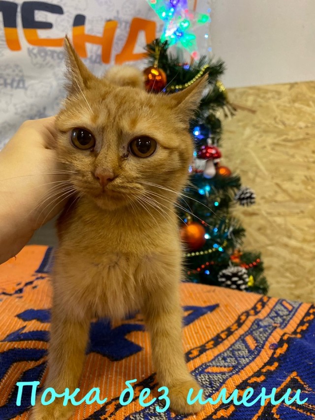 Жизнь домашнего приюта "Котоленд" 368