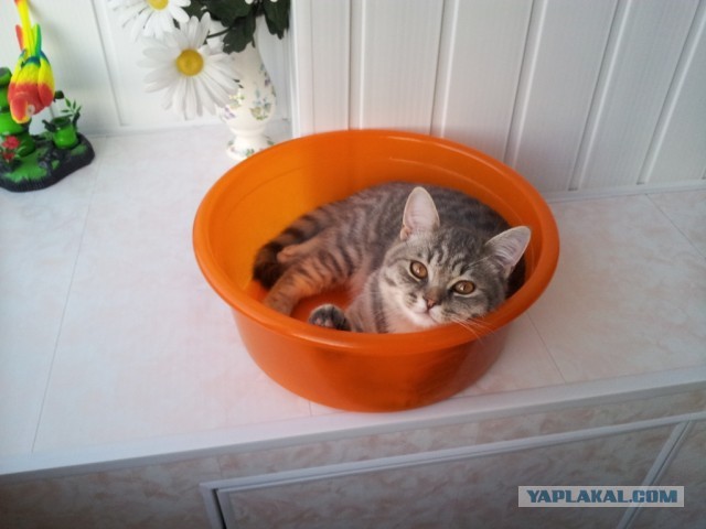 Котовторник 09.04.2013