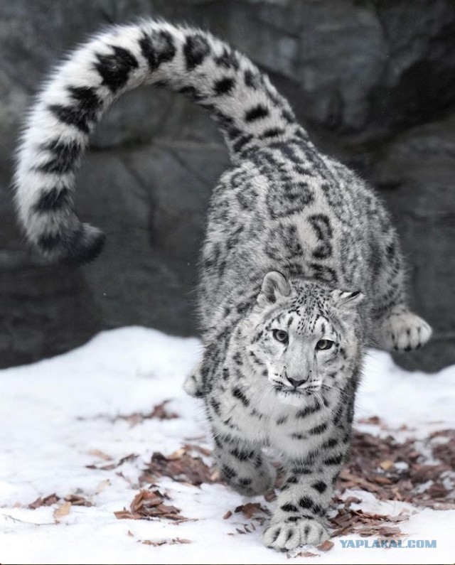 Красота диких кошек