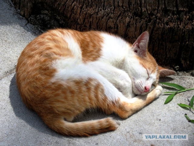 Котовторник 16.04.2013