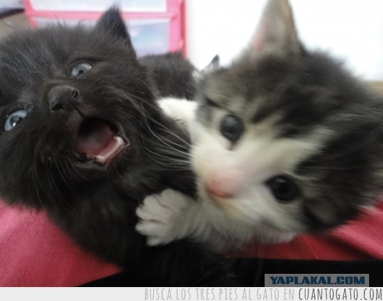 Мама, он меня бьет!