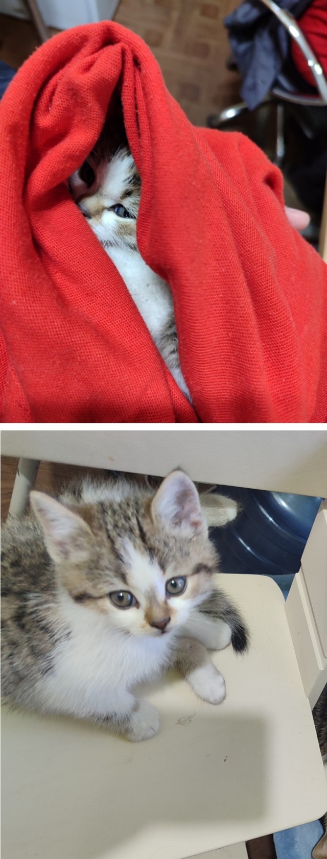 Храни тебя кошачий бог!