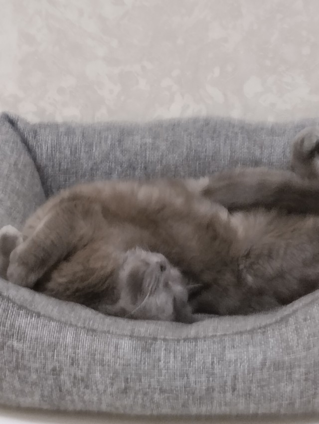 Толстые коты