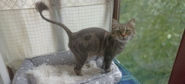 Котовтоник в картинках
