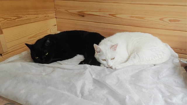 Котовторник же!