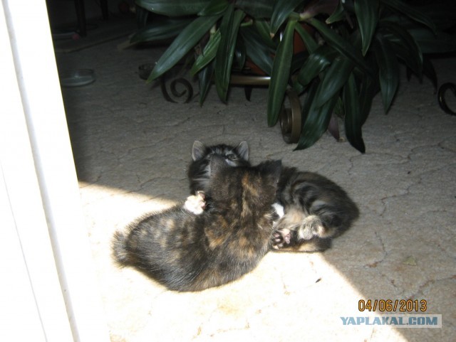 Котовторник 04.06.2013