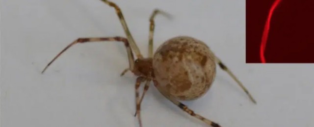 ГМО пауки научились плести флуоресцентную паутину