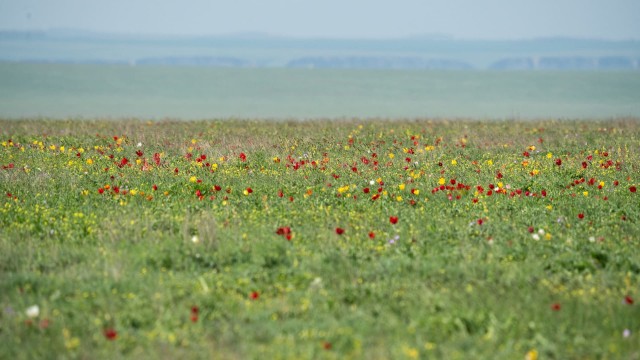 Донская степь