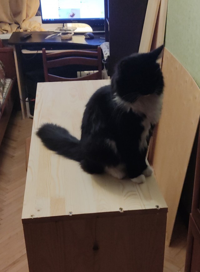 Котики
