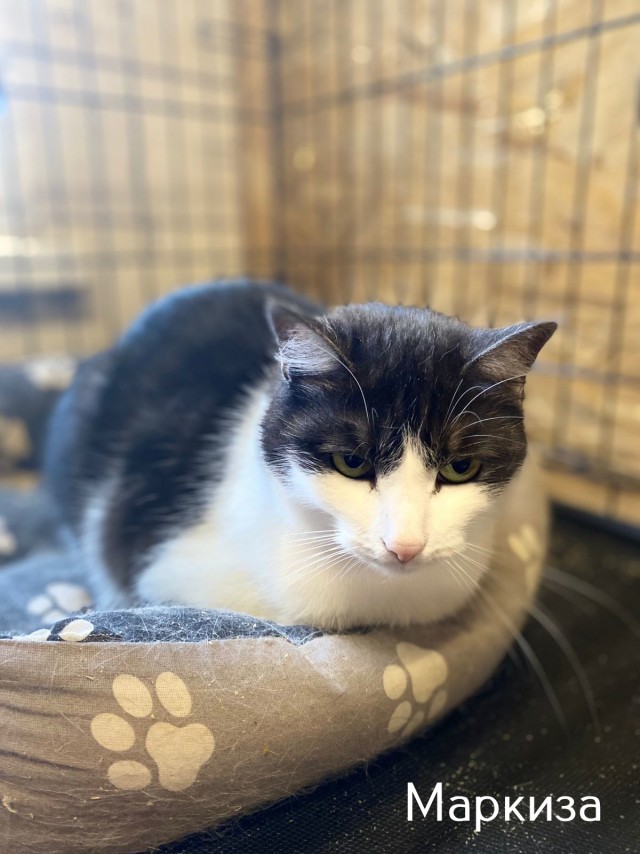 Жизнь домашнего приюта "Котоленд" 515