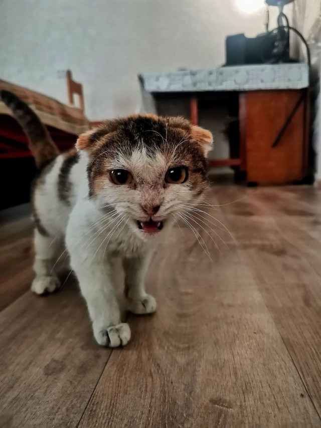 Красивых кошачьих глаз тред