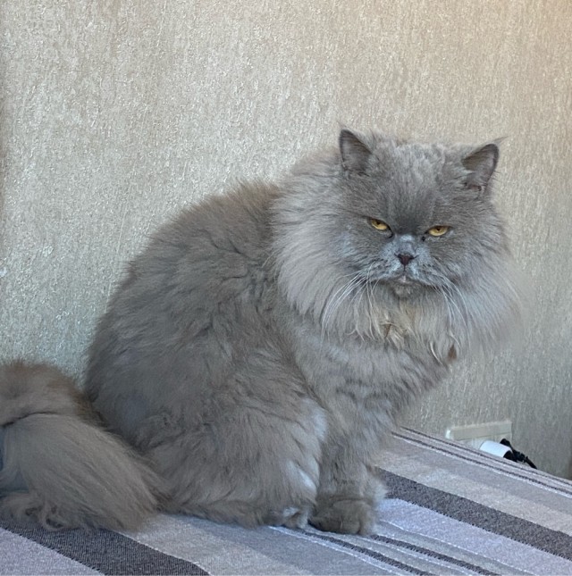 Манул