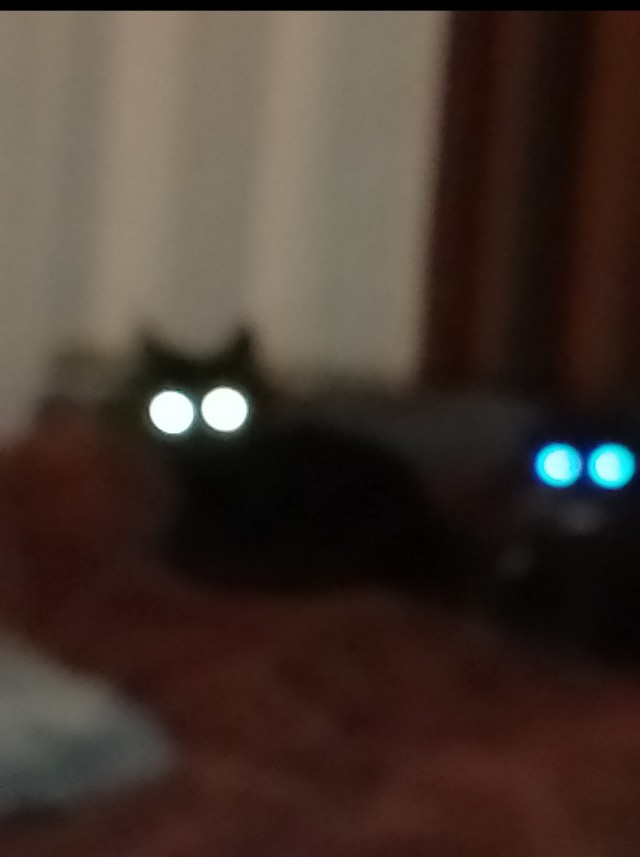 Кошачьи звезды вэбкама