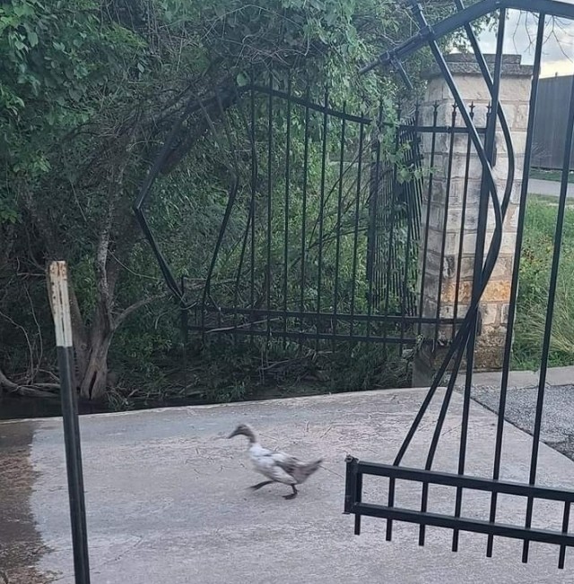 Лебедь Гоша из Абрау-Дюрсо