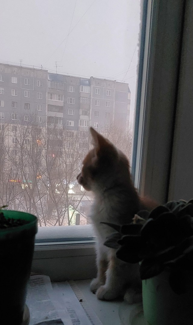 Это Персик. Он теперь будет жить с нами.