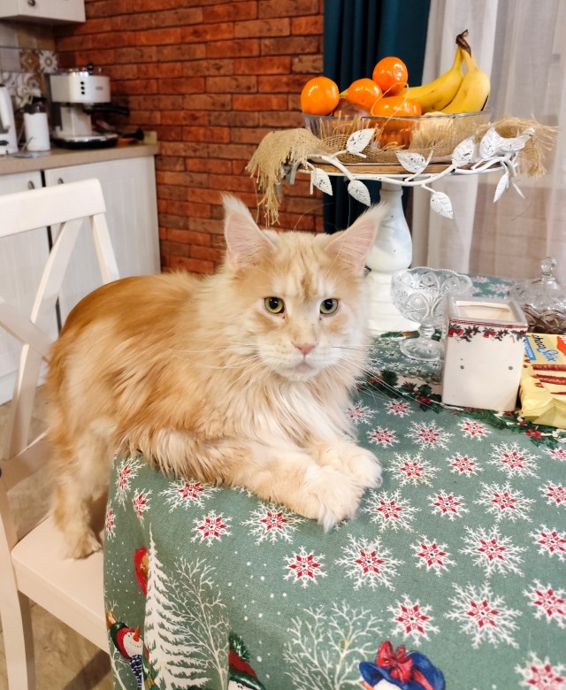 А котовторник уже пришёл?