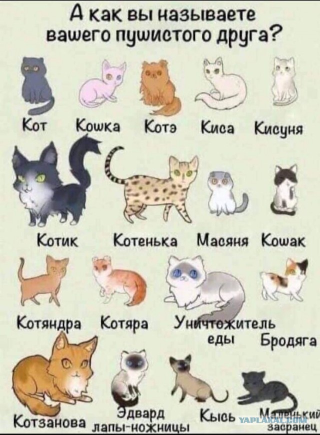 Помогите с погонялом