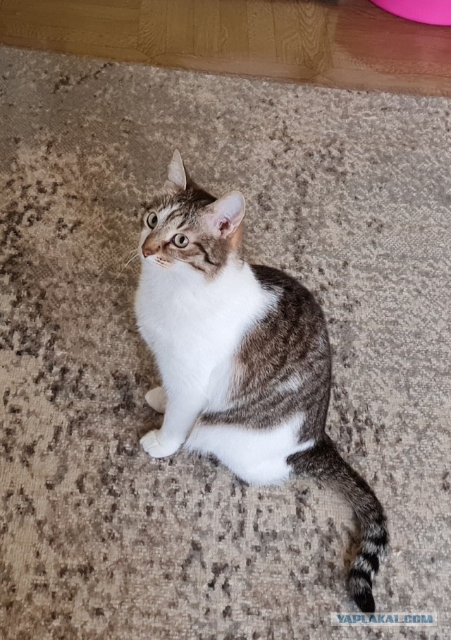 Котиков Вам в ленту