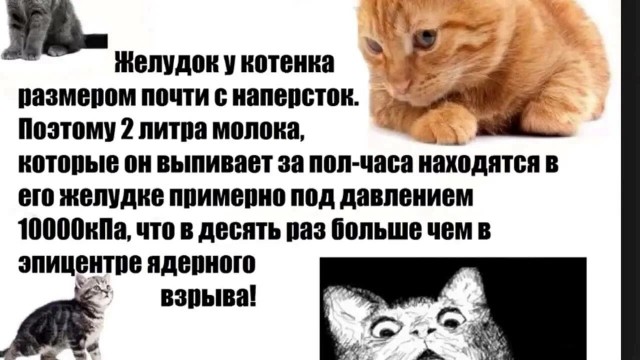 Блохастики делят добычу.
