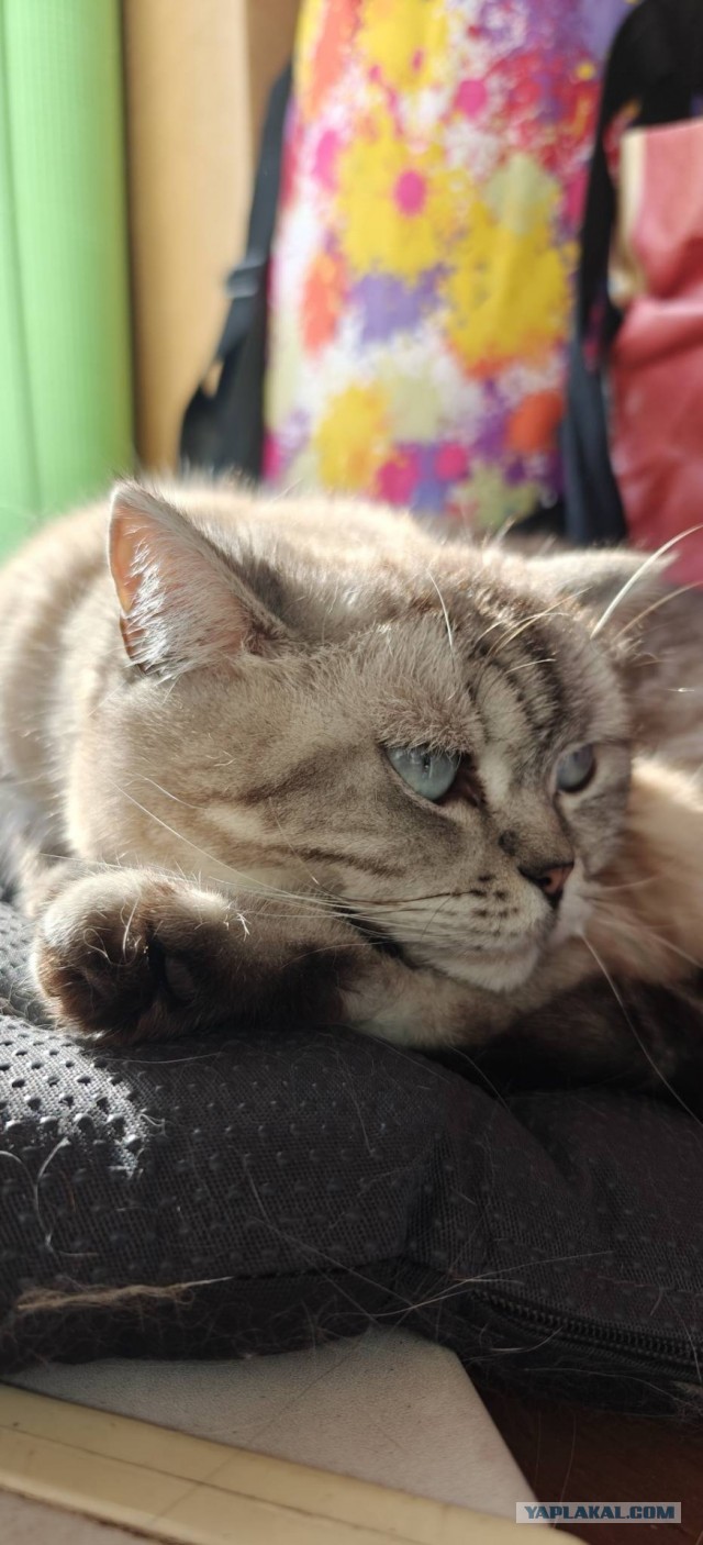 Котовторник снова!