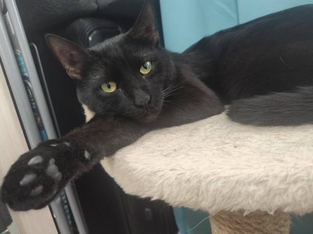 Котенок обрёл свой уютный дом