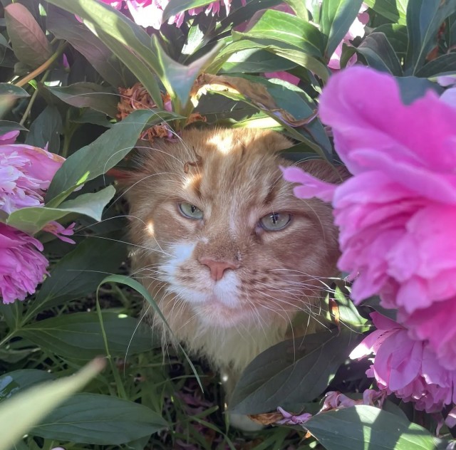 Ура, котовторник!