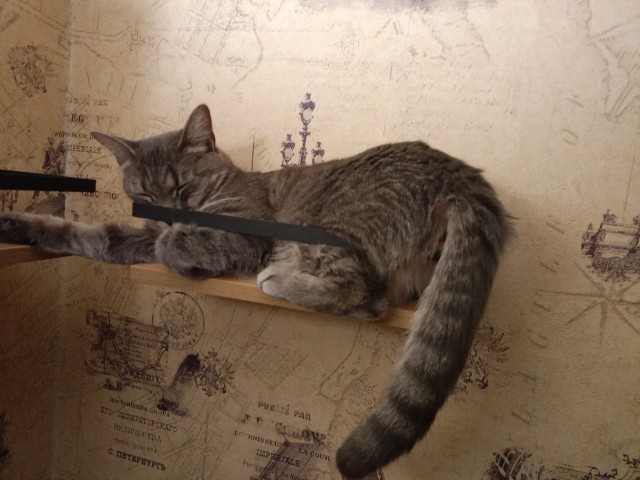 Мои котаны