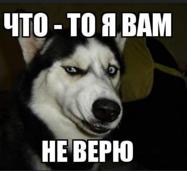В Турции кот 45 минут отбивался от четырёх грабителей и не пустил их в квартиру