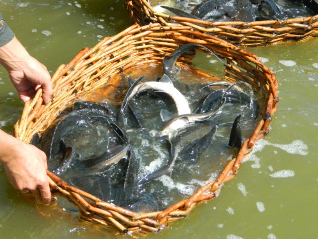 Чувашия. Рыбалка на "платнике" июнь 2014