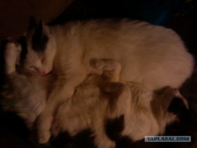 Котовторник 09.09.2014