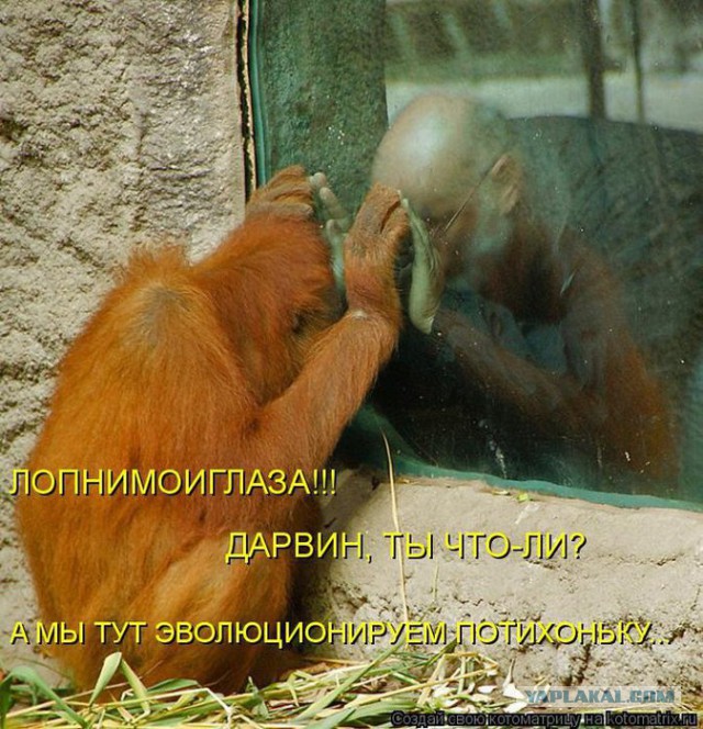 22 доказательства что мы произошли от обезьян