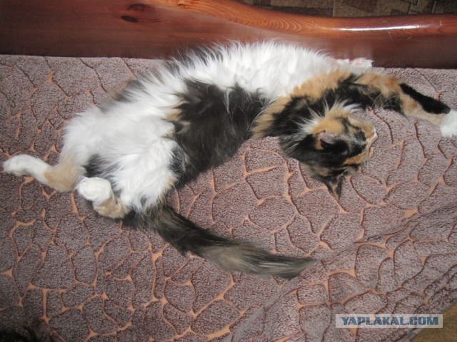 Котовторник 07 04 2015