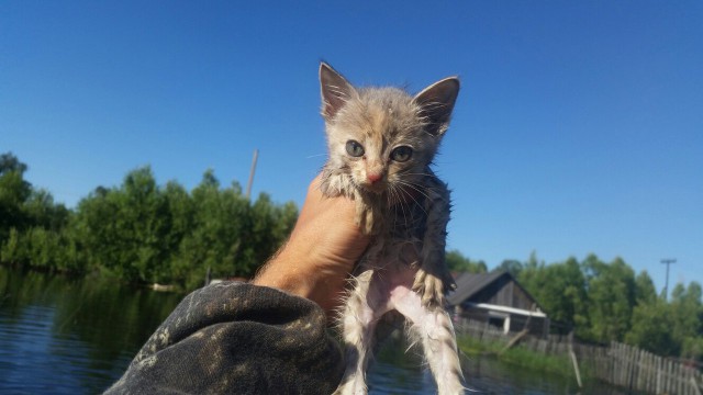 Они плачут, гавкают и зовут на помощь