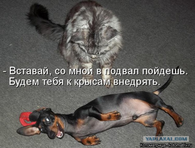 Собаки против котов