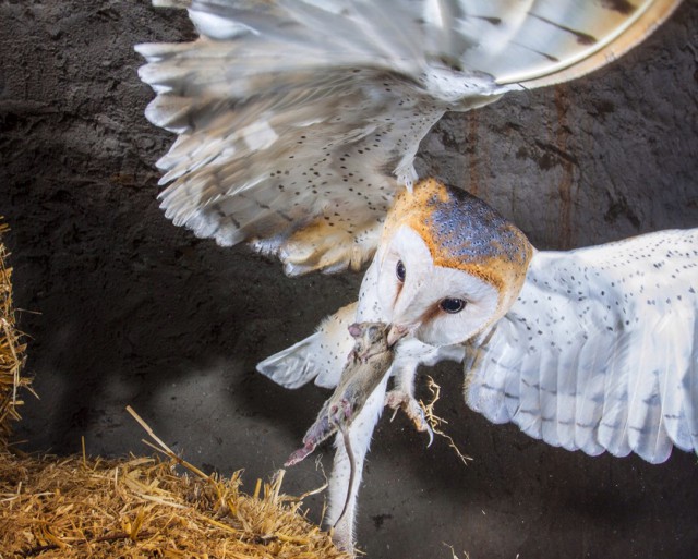 2015 National Geographic Photo Contest