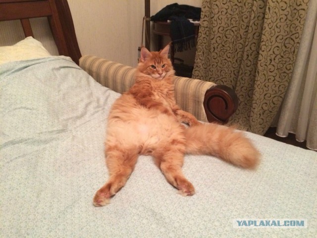 Котооо-о-о-вторник