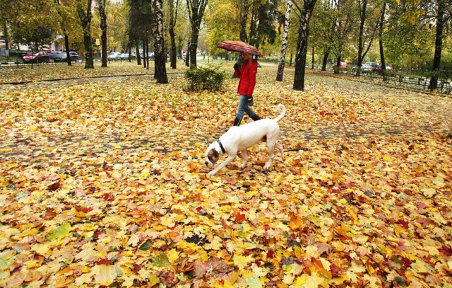 Догхантеры травят собак порошком в парках